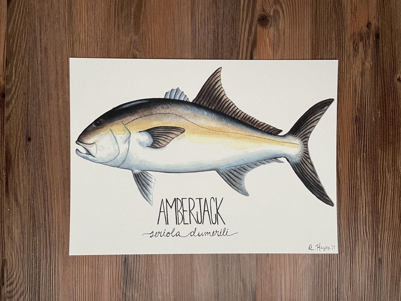 Amberjack Watercolor