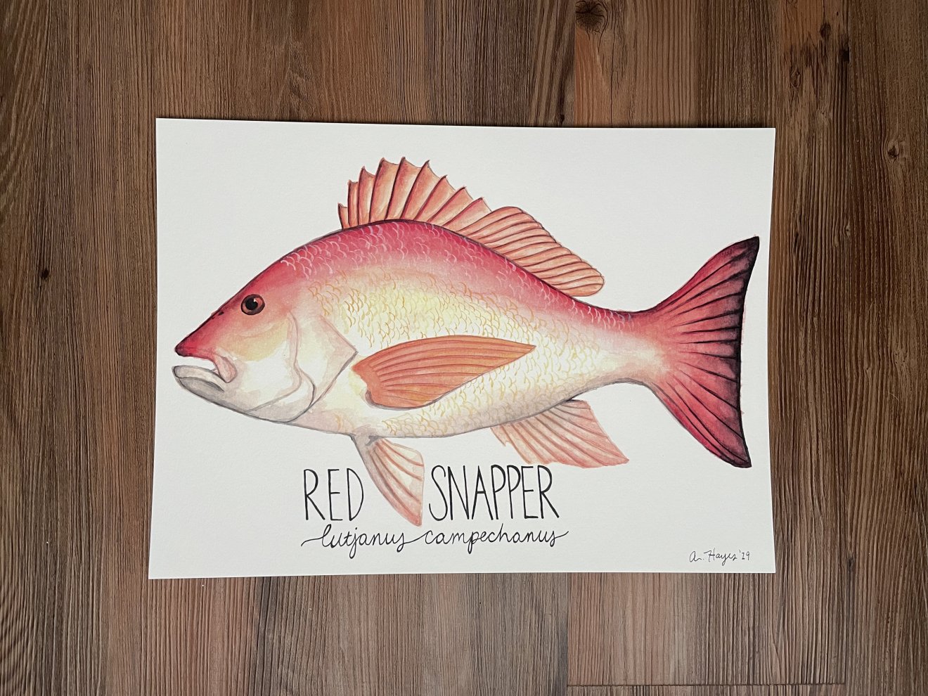 Red Snapper Watercolor