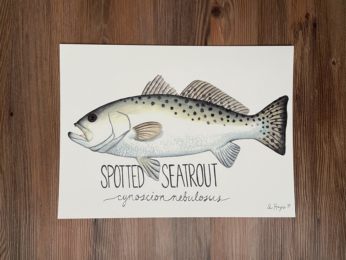 Spotted Seatrout Watercolor