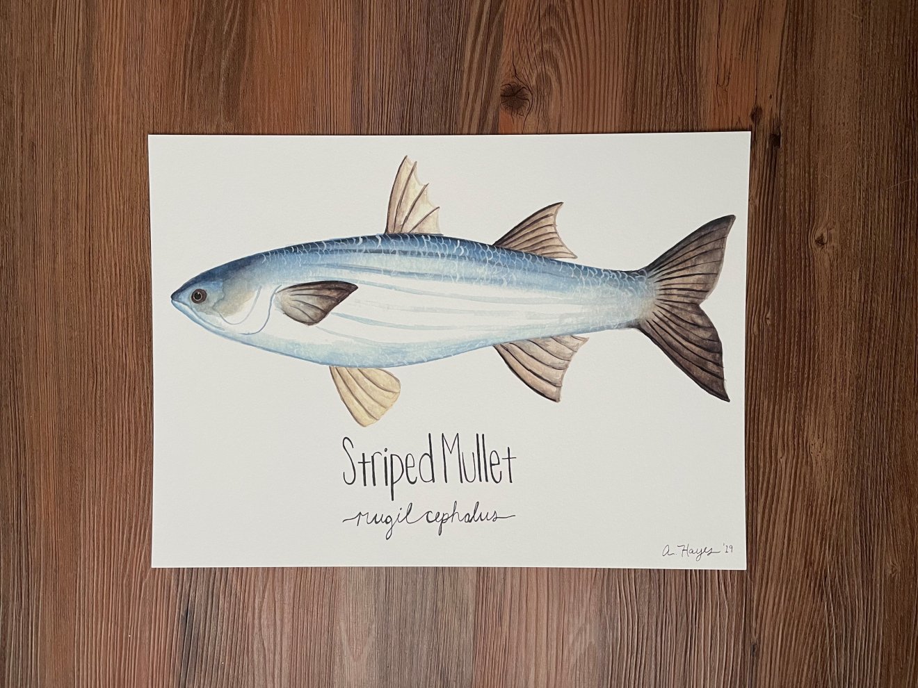 Striped Mullet Watercolor